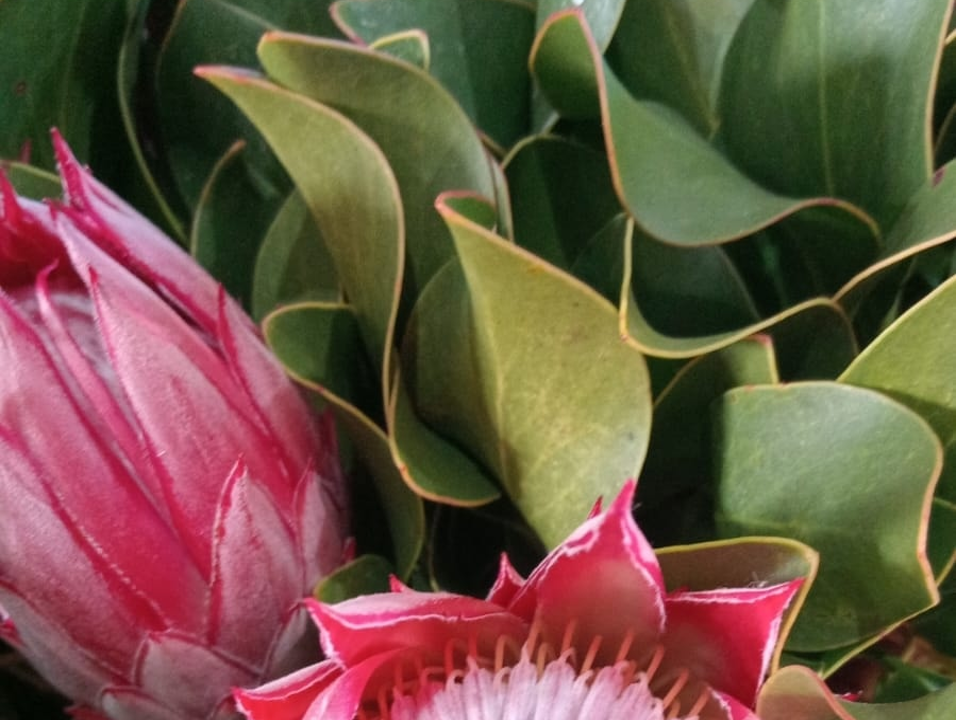 Plett Arts Festival 2025 highlight 3