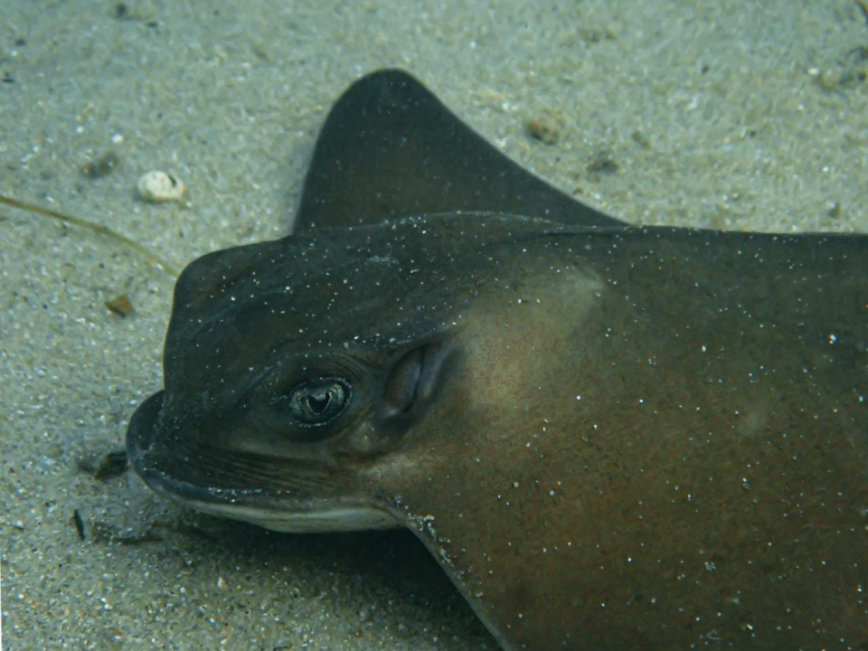 Looking at Elasmobranch BMI
