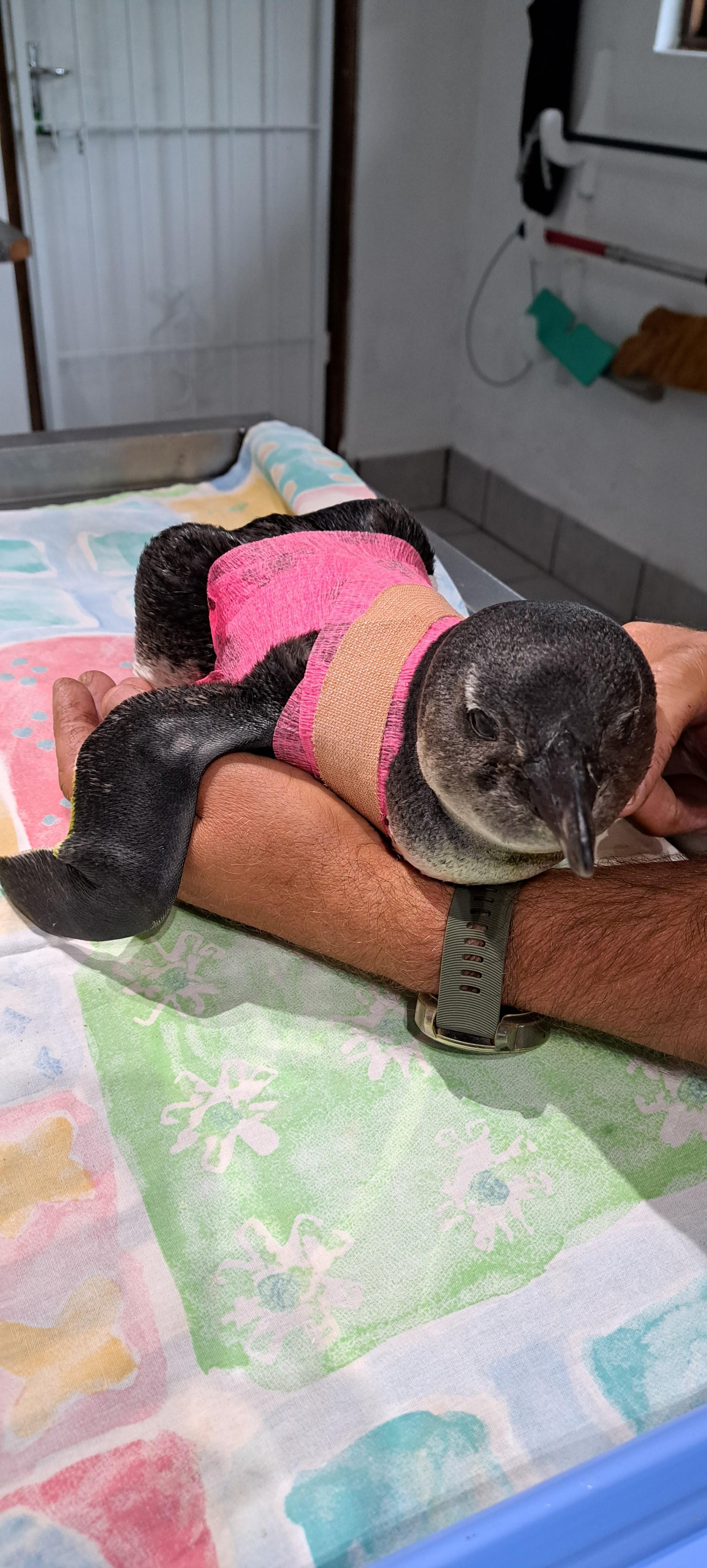 Meet the Penguins