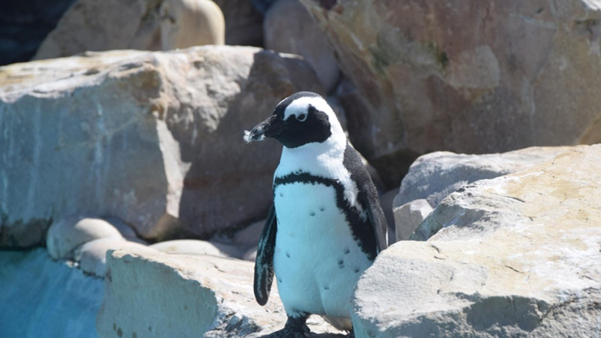Meet the Penguins